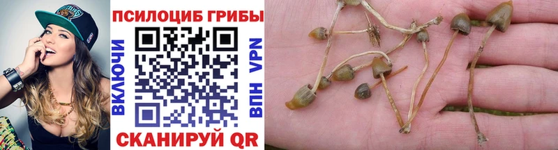 blacksprut ссылка  где купить наркоту  Прохладный  Псилоцибиновые грибы Magic Shrooms 
